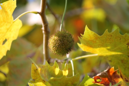 horse chestnut