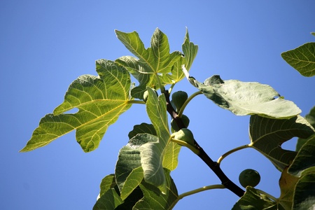 ripe figs on the tree