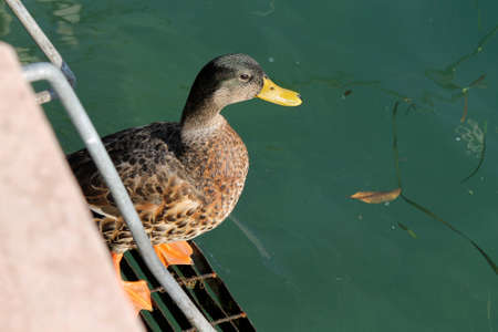 duck on lakeの写真素材