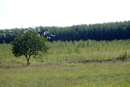 birds on treeの写真素材