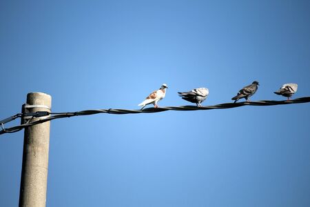 flock of birds in the skyの写真素材