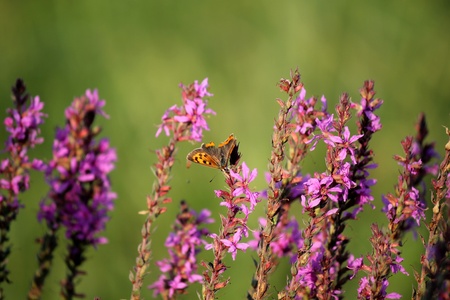 heatherの写真素材