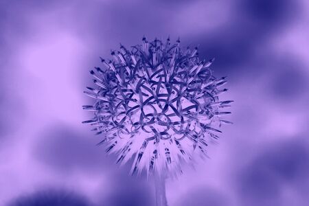 purple  flowersの写真素材