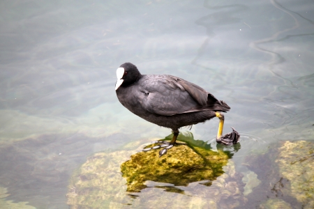 black birdの写真素材