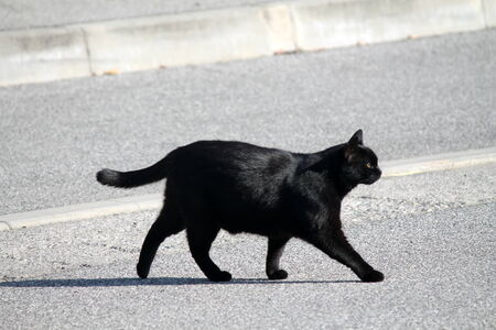 black catの写真素材