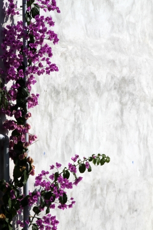 bougainvilleaの写真素材