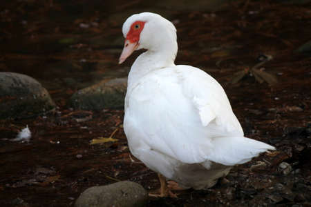 duck on lakeの写真素材