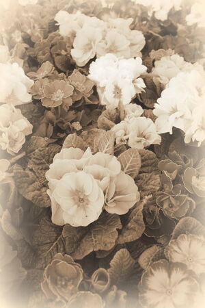 flowersの写真素材