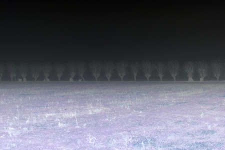 fields in the fog in winter