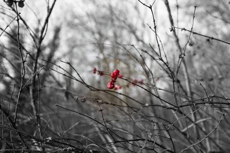 autumn berriesの写真素材