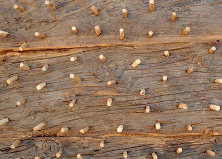 wood as backgroundの写真素材