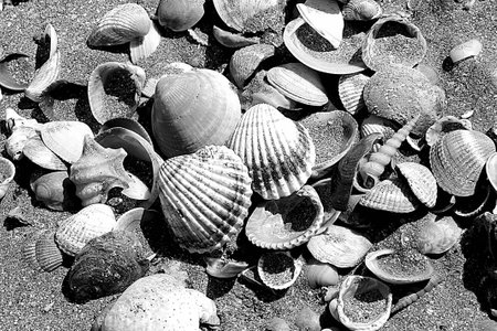 shells on the beach