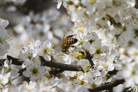 trees with white flowers in spring