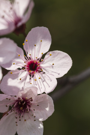 peach blossom in springの写真素材