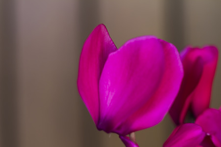 cyclamen purple in springの写真素材