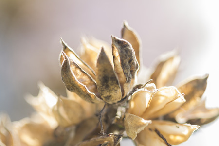 dried flowers in springの写真素材