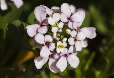 white flower in spring