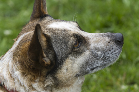 cute dog on the lawn