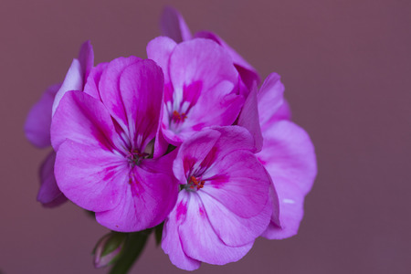 pink geranium in the garden