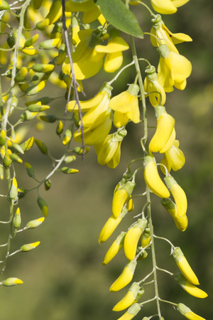 yellow flower in springの写真素材