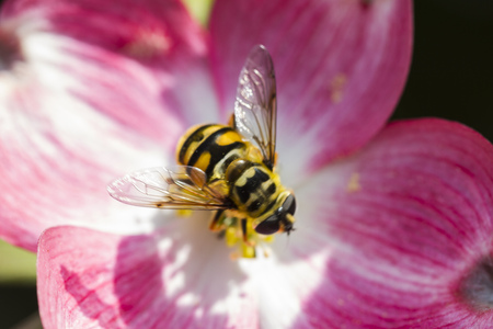 bee on flowerの写真素材