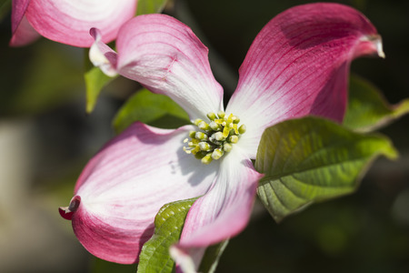 magnolia in the gardenの写真素材