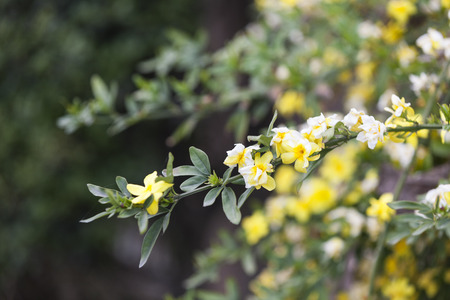 flower in springの写真素材