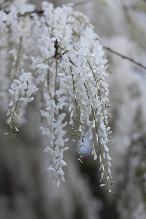 white wisteria in springの写真素材