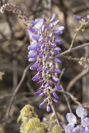 wisteria bloomingの写真素材