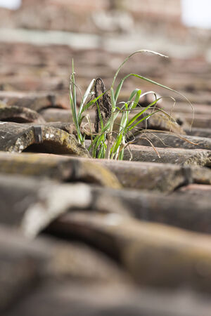 shingles on the roofの写真素材