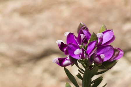 flower in springの写真素材