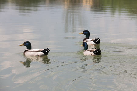 ducks on lakeの写真素材