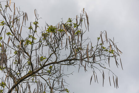 tree in springの写真素材