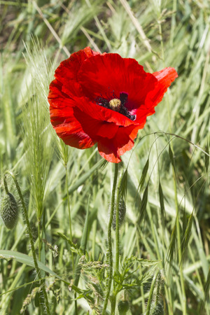 poppies in the fieldの写真素材