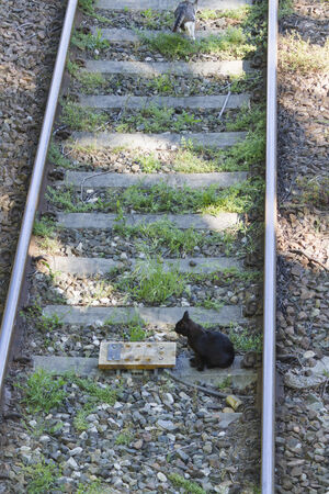 cat on the railsの写真素材