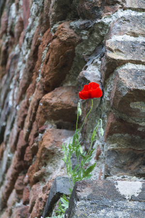 old wallの写真素材