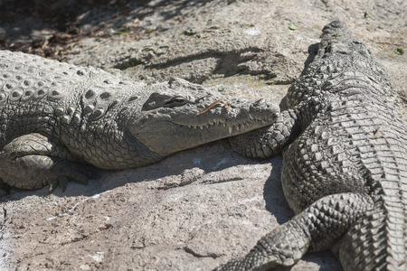 crocodile at the zoo