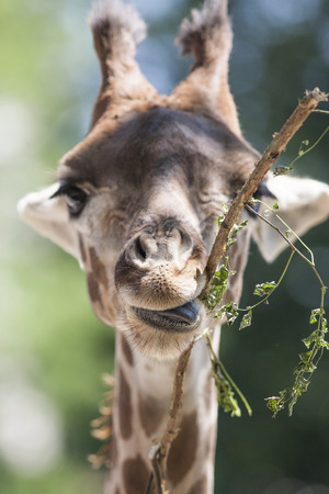 giraffe at the zooの写真素材