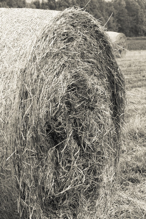 bales of hay in the fieldの写真素材