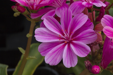flower in springの写真素材