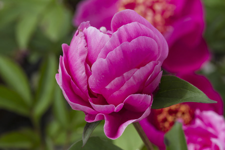 peony in bloomの写真素材