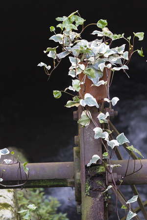 old mill wheelの写真素材