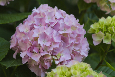 hydrangeaの写真素材
