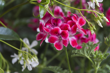 geranium in the gardenの写真素材