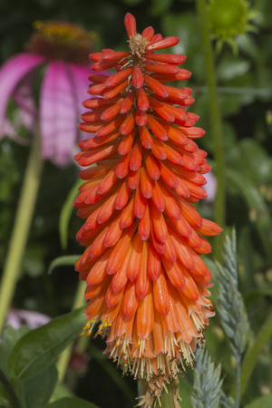 flower in the gardenの写真素材