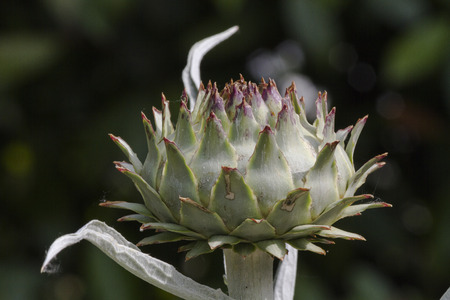 flower in the gardenの写真素材