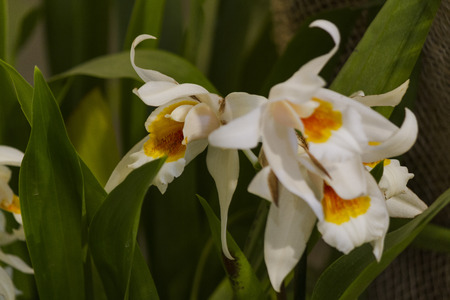 orchidの写真素材