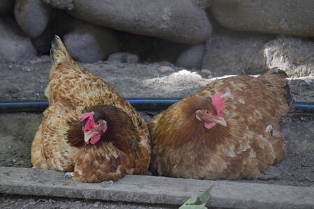 hen in the farmの写真素材