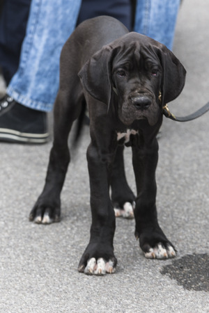 cute dogの写真素材