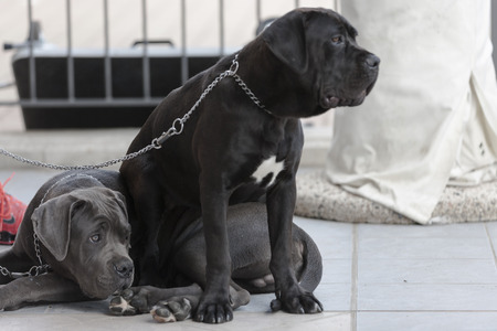 labrador retriverの写真素材